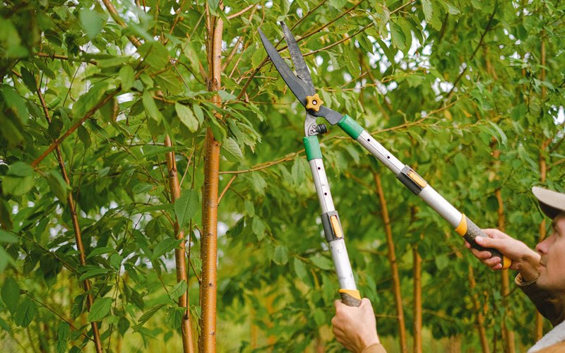 Tree trimming in Rosebud, MO